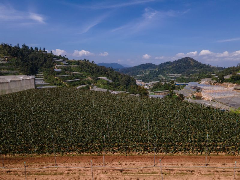 Rows of our sweet corn on a Cameron Highlands hillside, with the valley beyond