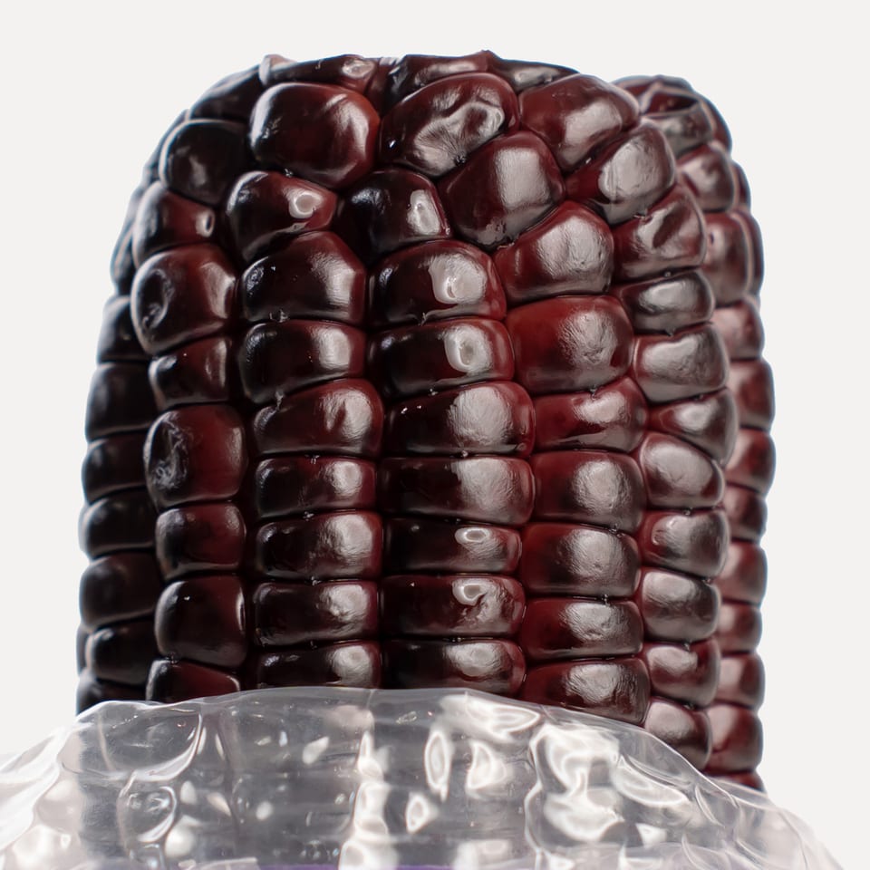 Purple sweet corn, kernels close up