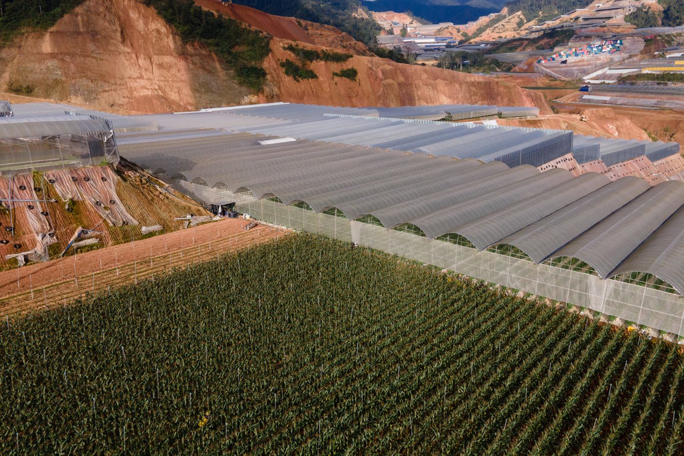 An aerial view of our corn growing in neat rows beside greenhouses on a Cameron Highlands slope