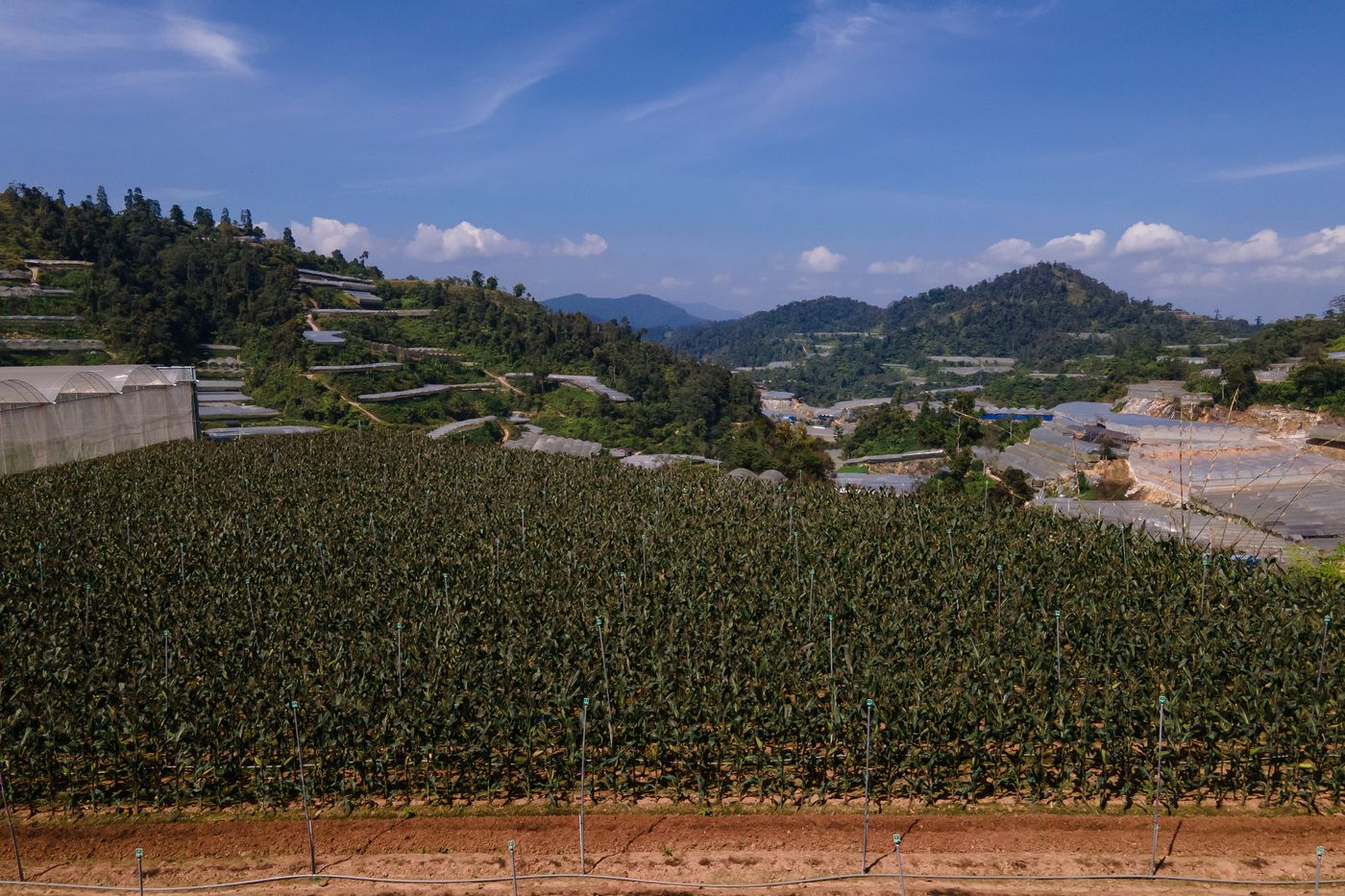 Our corn growing on a Cameron Highlands hillside, with the valley and hills beyond