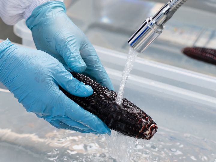 Gloved hands rinsing a purple corn under running water